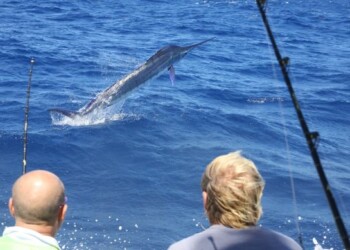 The Marlin Season that was